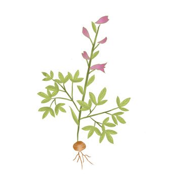 中药元胡绿色手绘植物