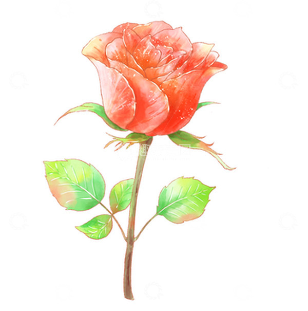 源文件下载【趣麦麦图】水彩手绘小清新玫瑰花