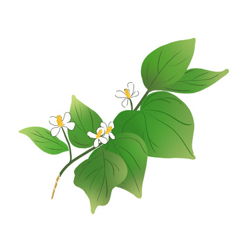 绿色植物中草药鱼腥草手绘