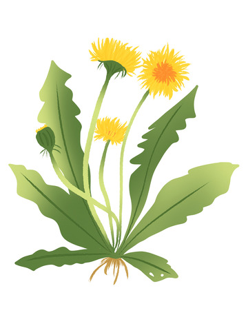 绿色植物中草药蒲公英手绘