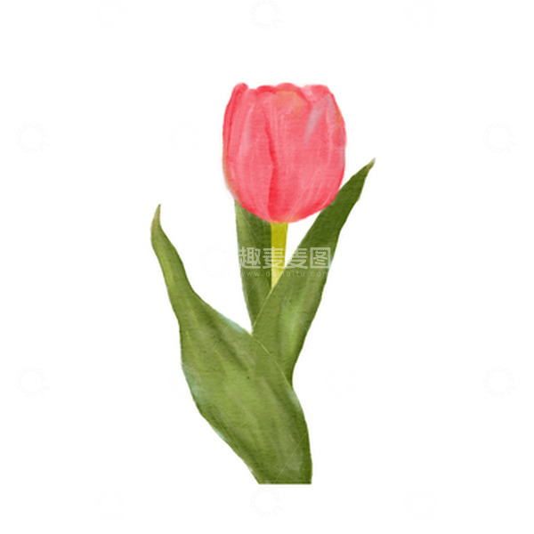 源文件下载【趣麦麦图】粉色小清新郁金香水彩手绘