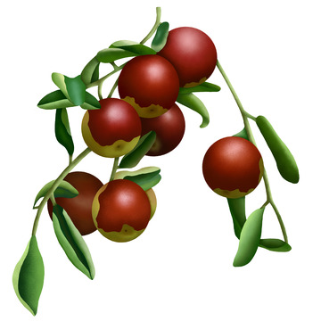 手绘水果插画冬枣