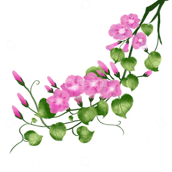源文件下载【趣麦麦图】粉色小清新水墨水彩牵牛花