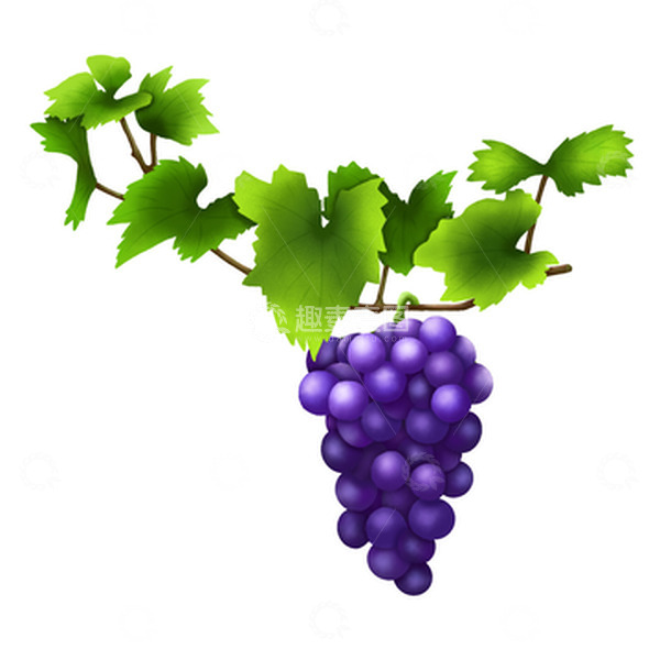 源文件下载【趣麦麦图】手绘插画水果葡萄