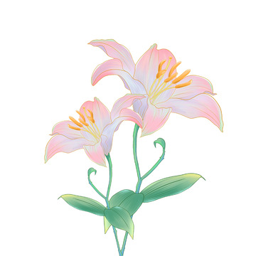 彩色小清新写实百合花手绘元素