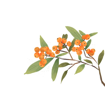 国画没骨画枇杷国风国潮简约古典枝头水果