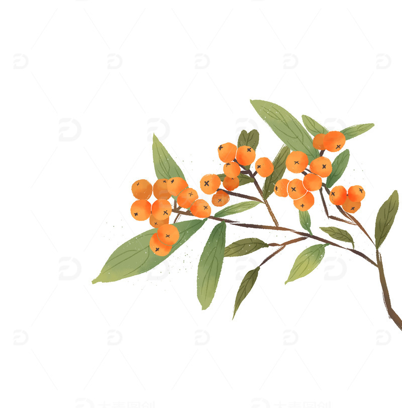 源文件下载【趣麦麦图】国画没骨画枇杷国风国潮简约古典枝头水果