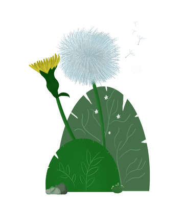 小清新蒲公英野花手绘插画元素