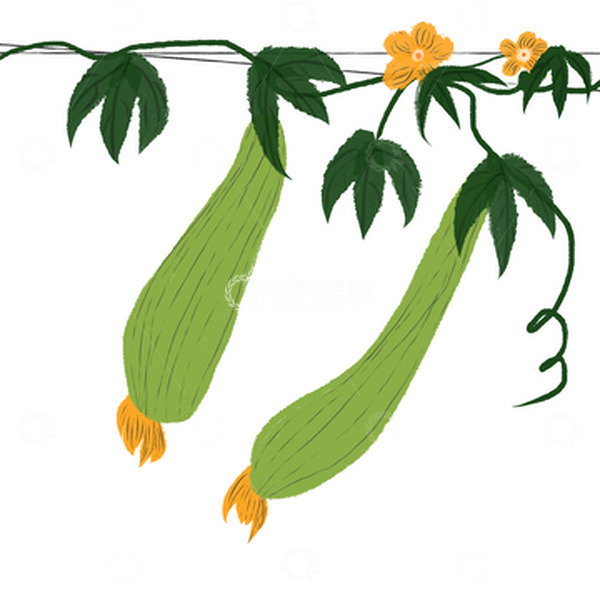 源文件下载【趣麦麦图】-国画水墨风古典蔬菜瓜果丝瓜开花藤蔓植物