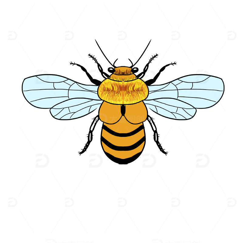 卡通昆虫蜜蜂蜂王牛角锋手绘图