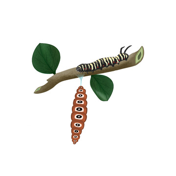 手绘毛毛虫PSD免抠昆虫