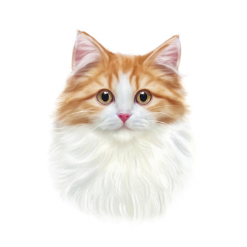 黄白色写实长毛猫咪金渐层布偶猫橘猫手绘图