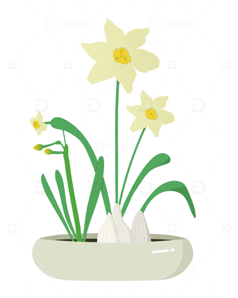 清新手绘年花盆栽水培水仙