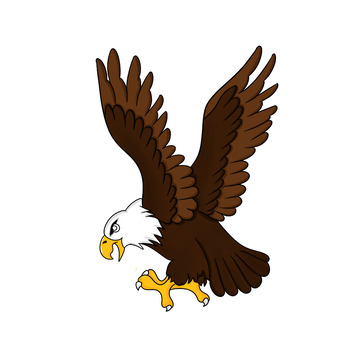 老鹰插画白头鹰