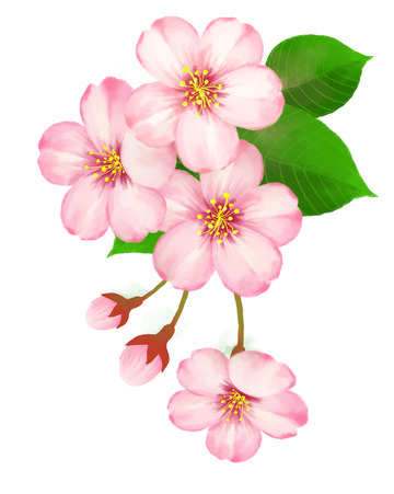 粉色樱花绿叶鲜花