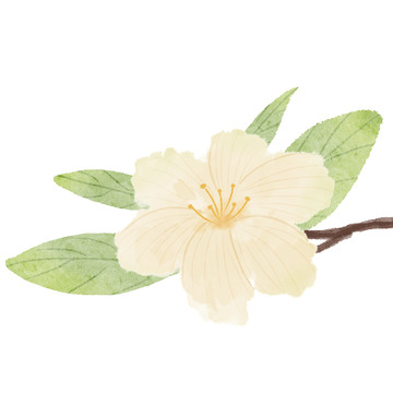 手绘淡彩茉莉花白色花卉花朵文艺清新植物