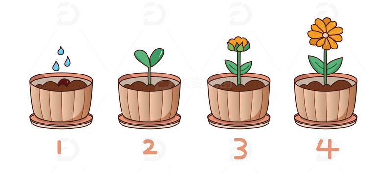 种子发芽春天盆栽花草生长周期