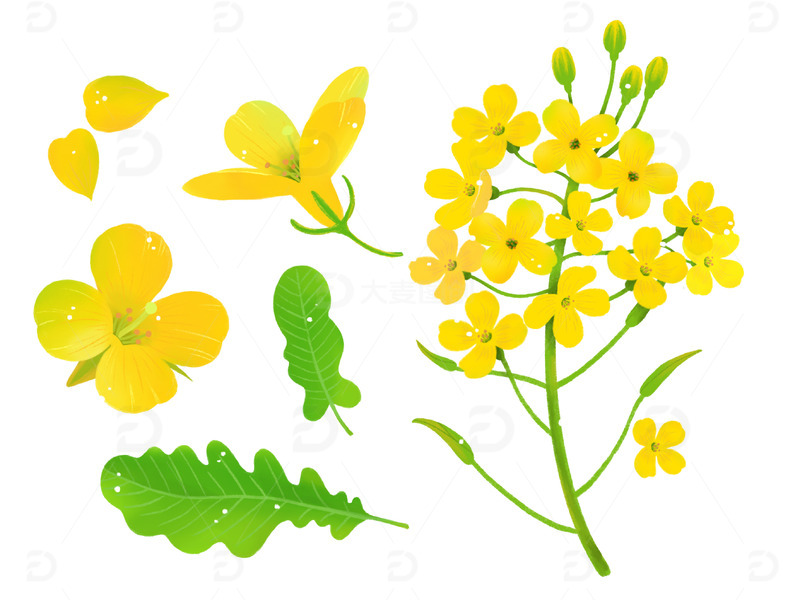 小清新油菜花立春春天手绘鲜花