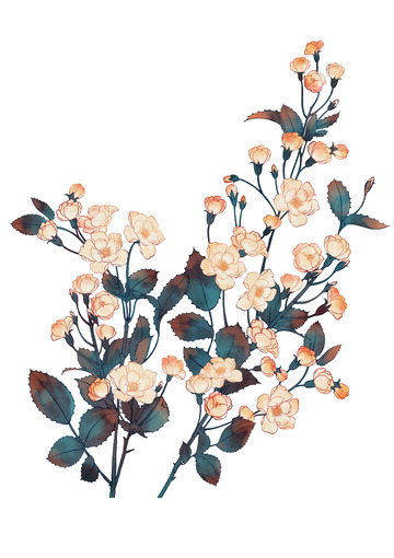复古小白花艺术花枝手绘植物花卉插画