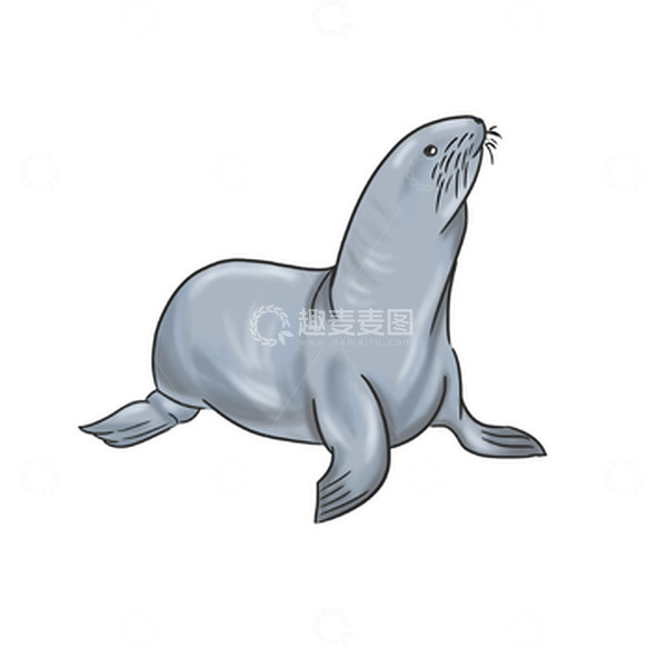 源文件下载【趣麦麦图】卡通动物海洋海豹手绘图
