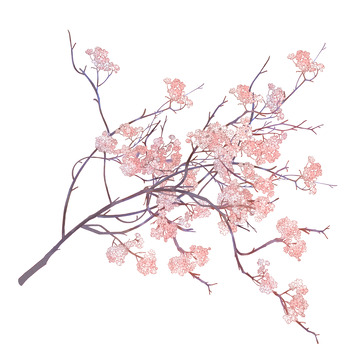 古风粉色禅意花枝手绘植物插画