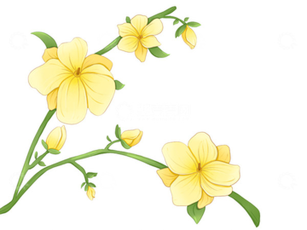源文件下载【趣麦麦图】小清新春天风格的手绘迎春花