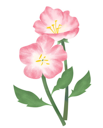 粉色小清新花卉花朵手绘