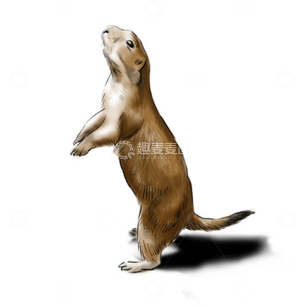 源文件下载【趣麦麦图】黄色写实黄鼠狼手绘图