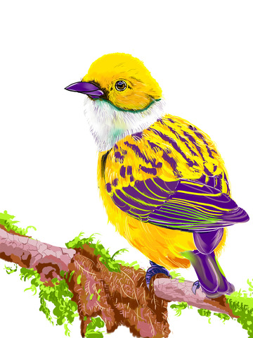 枝头上的黄色小鸟