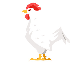 白色公鸡素材