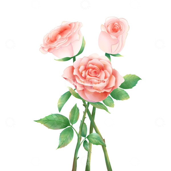 源文件下载【趣麦麦图】粉色水彩小清新情人节玫瑰花鲜花手绘图