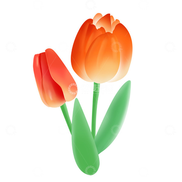 源文件下载【趣麦麦图】红色清新郁金香花朵手绘图