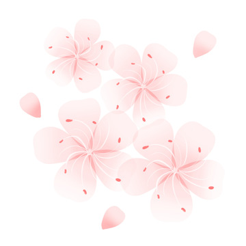 粉色樱花春天小清新花朵花瓣