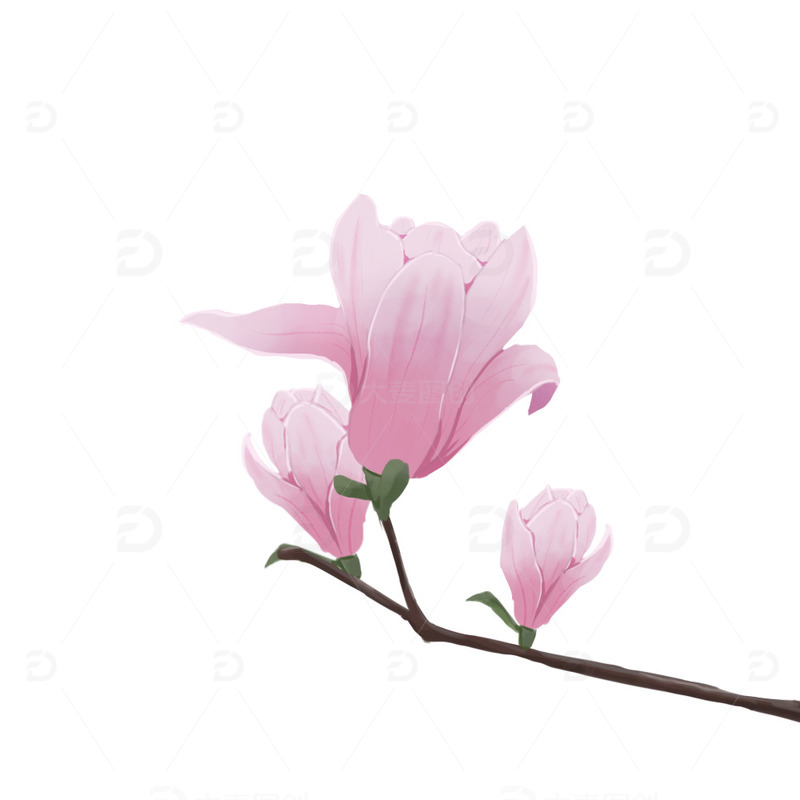 粉色写实玉兰花春天手绘插画