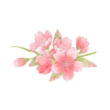 粉色樱花水彩手绘图