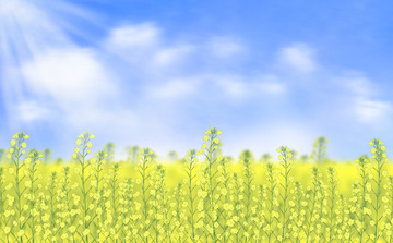 春天油菜花蓝天白云晴天背景