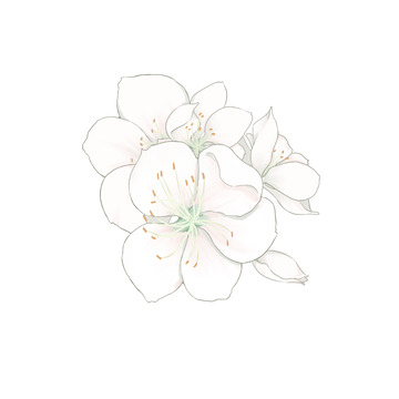 春天手绘小清新白色樱花