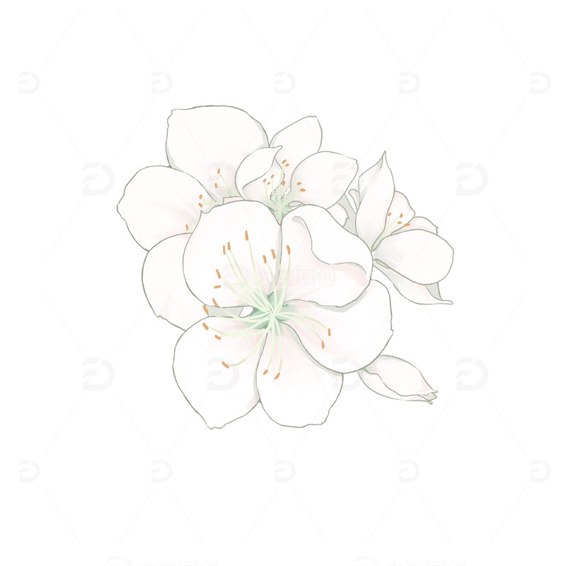 春天手绘小清新白色樱花