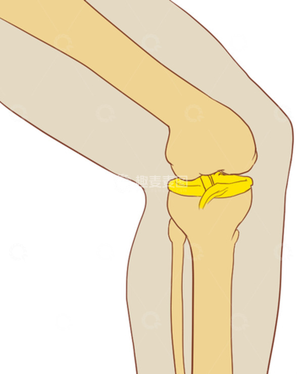 源文件下载【趣麦麦图】半月板损伤滑膜炎撕裂膝盖结构手绘医学