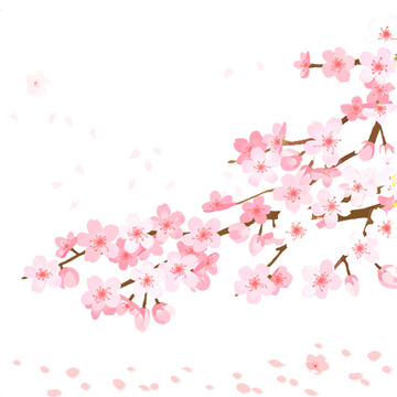 粉色樱花春天花朵樱花树飘落樱花