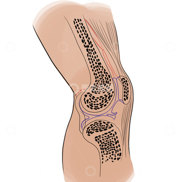 源文件下载【趣麦麦图】滑膜炎撕裂半月板人骨结构手绘医学