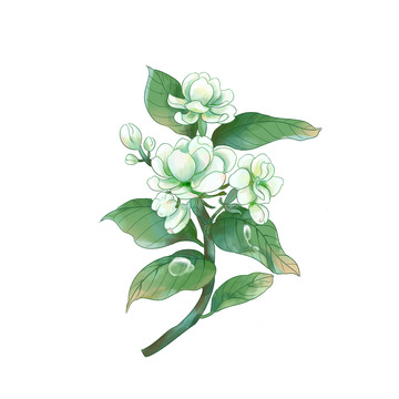 绿色小清新春天茉莉花花卉手绘元素