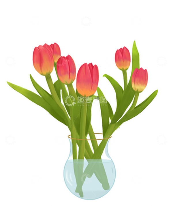 源文件下载【趣麦麦图】玻璃花瓶里的郁金香鲜花手绘插画