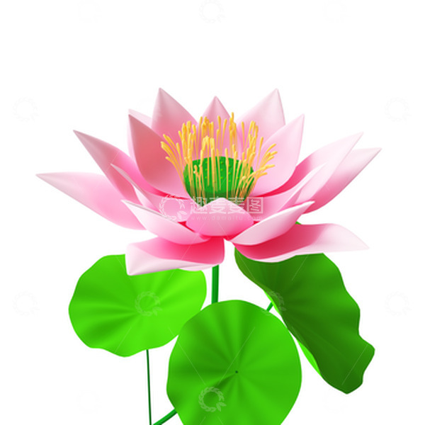 源文件下载【趣麦麦图】C4D荷花建模