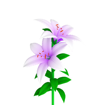 淡紫色百合花