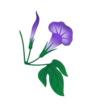 花 植物 牵牛花