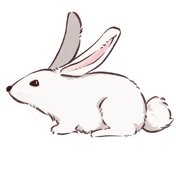 可爱白色兔子