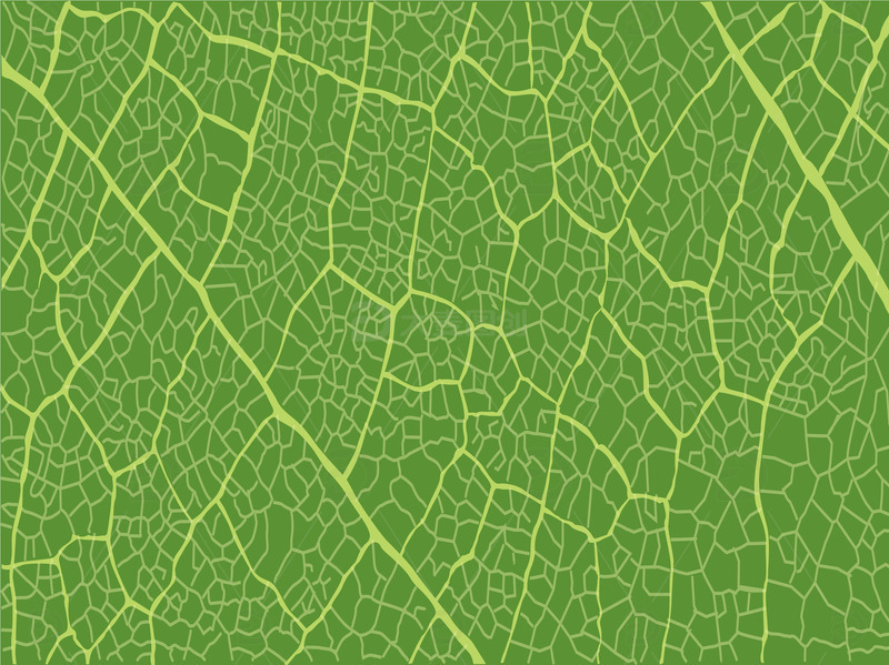 春天绿叶纹理质感树叶纹路