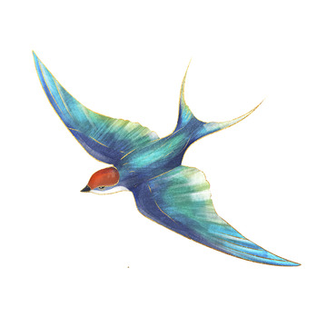 燕子创意手绘