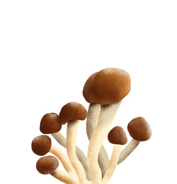 手绘蘑菇野生菌